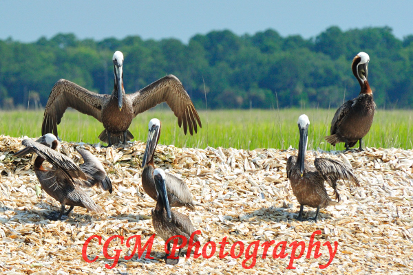 hilton_head_wildlife061