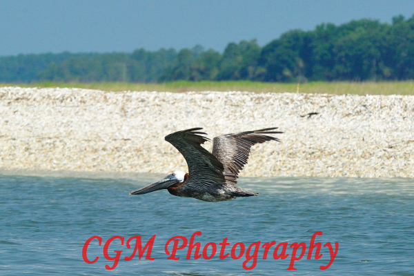 hilton_head_wildlife071