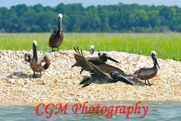 hilton_head_wildlife081