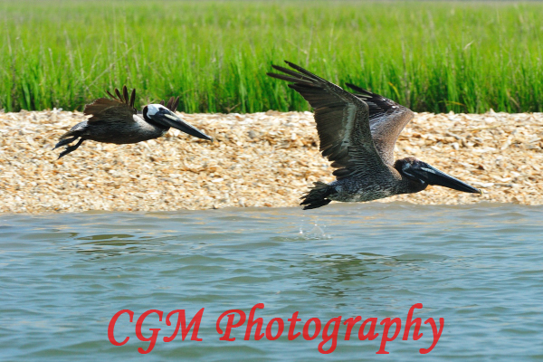 hilton_head_wildlife091