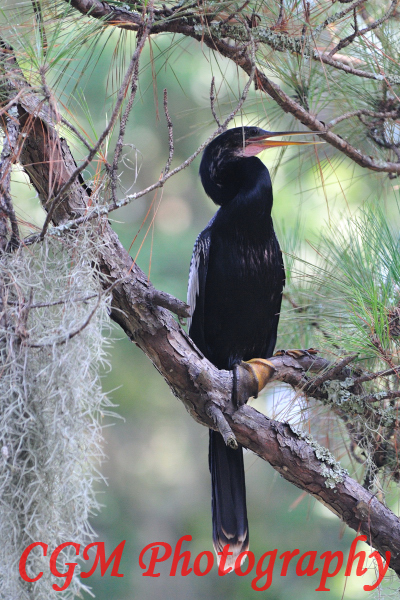 hilton_head_wildlife101